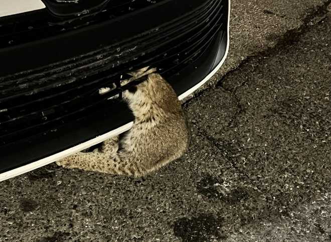 bobcat rescued from vehicle grille