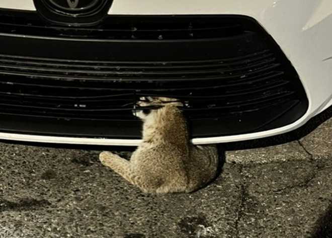 bobcat rescued from vehicle grille