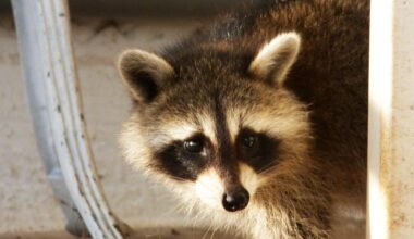 Rabid raccoon found in Wicomico County | Latest News