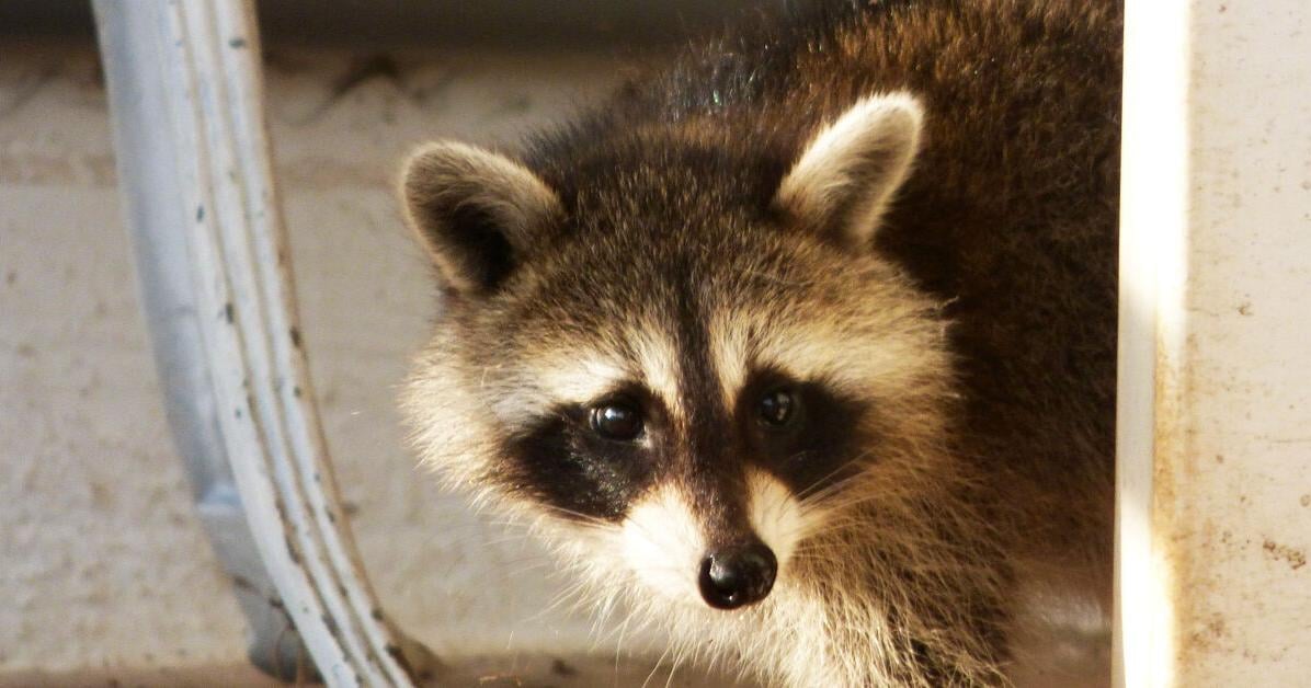 Rabid raccoon found in Wicomico County | Latest News