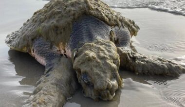 World’s rarest sea turtle washes ashore in dire need of aid - The Independent