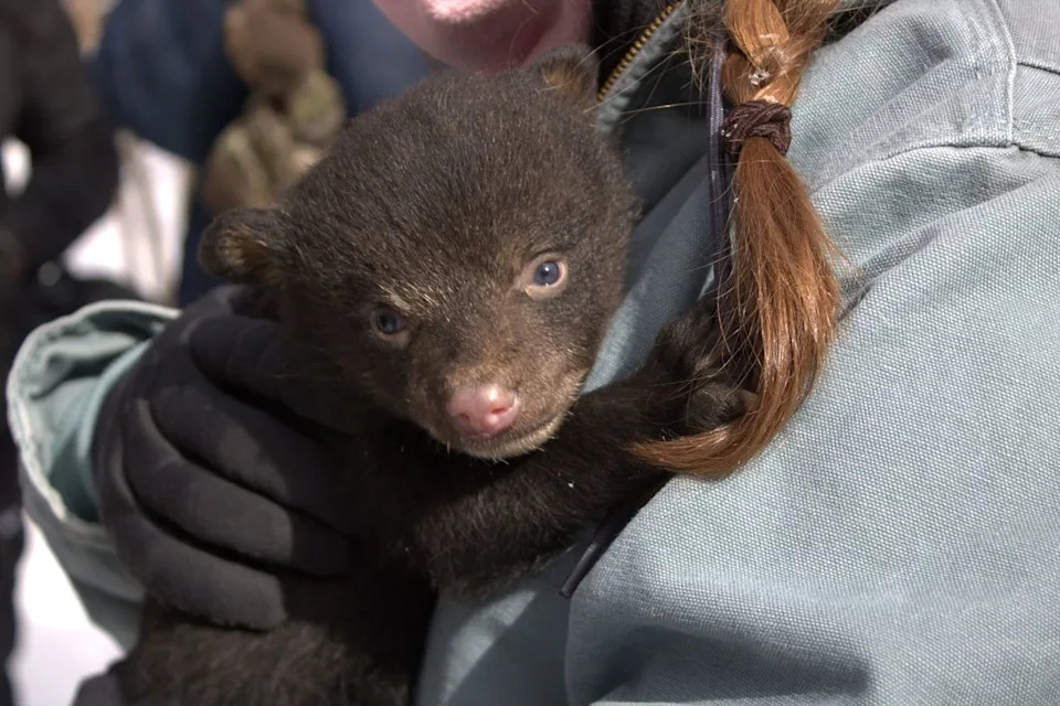 A DNR wildlife representative holds a female bear cub during a den check near Cadillac on Feb. 27Credit: Department of Natural Resources