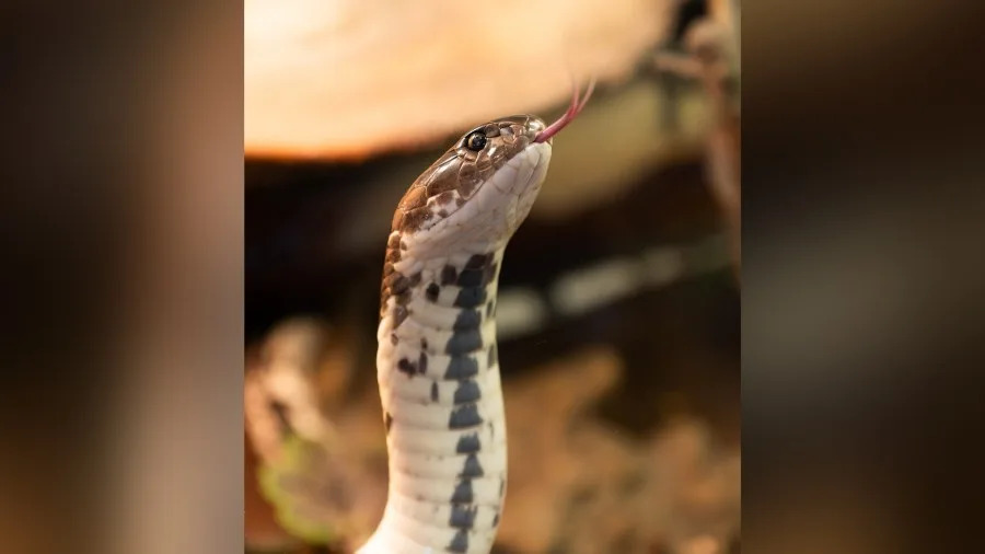 <em>Courtesy of Getty Images</em>