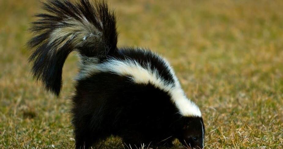 Rabid skunk found off Route 50 in Berlin | Latest News