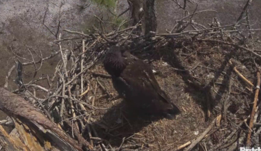 F23, cherished Southwest Florida eagle, presumed dead | Lee County