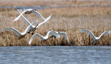 Box Elder County has two places people can see swans migrating in March | News