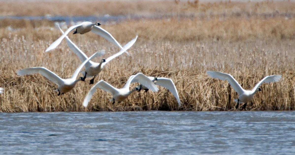 Box Elder County has two places people can see swans migrating in March | News