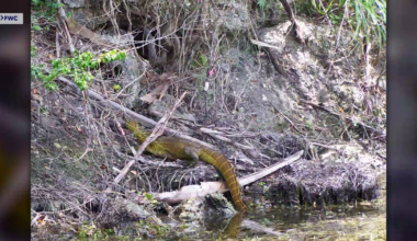 Invasive Nile monitor lizards threaten Cape Coral wildlife | Lee County
