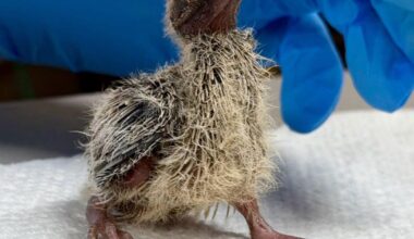 Tucson Wildlife Center urges caution for Mourning Dove nests | Local News