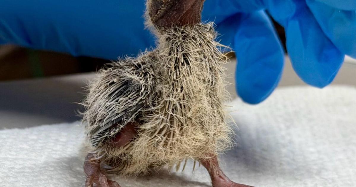 Tucson Wildlife Center urges caution for Mourning Dove nests | Local News