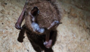 White-nose syndrome reported in northern Idaho bats for the first time | Pets and Animals