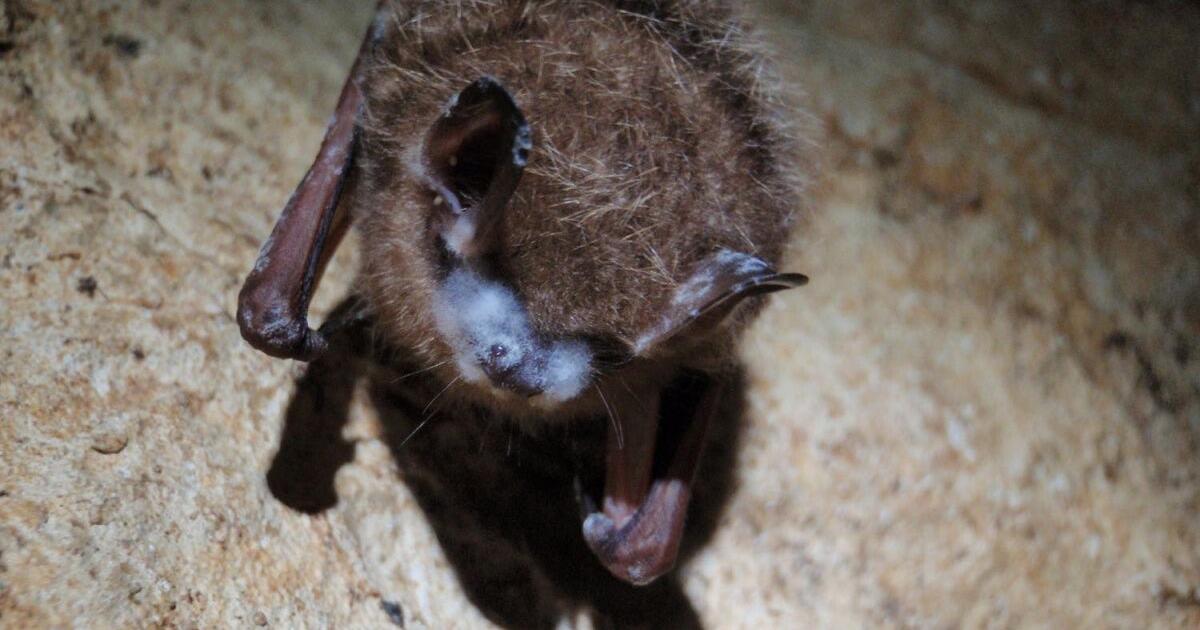 White-nose syndrome reported in northern Idaho bats for the first time | Pets and Animals