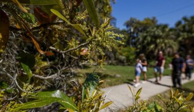 New Orleans pollen levels spike as oaks drive allergy season | Health care/Hospitals