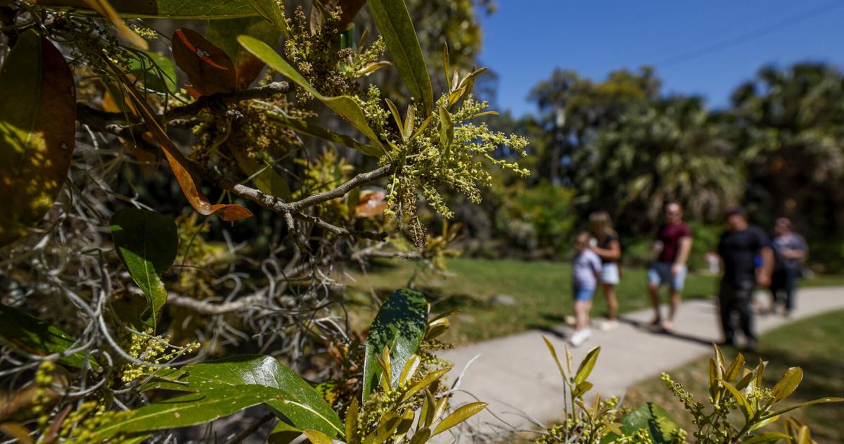 New Orleans pollen levels spike as oaks drive allergy season | Health care/Hospitals