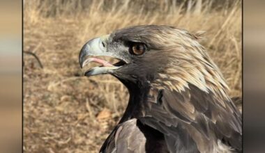 Golden eagle named at Kentucky forest, rare migration route stuns researchers | Local News