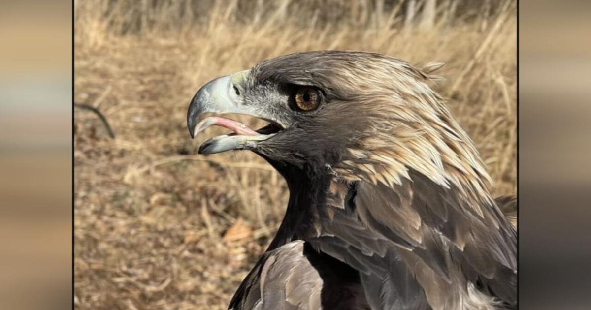 Golden eagle named at Kentucky forest, rare migration route stuns researchers | Local News