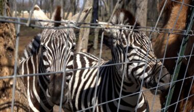 Maryland bill targets private ownership of zebras, wallabies, kangaroos | Latest News