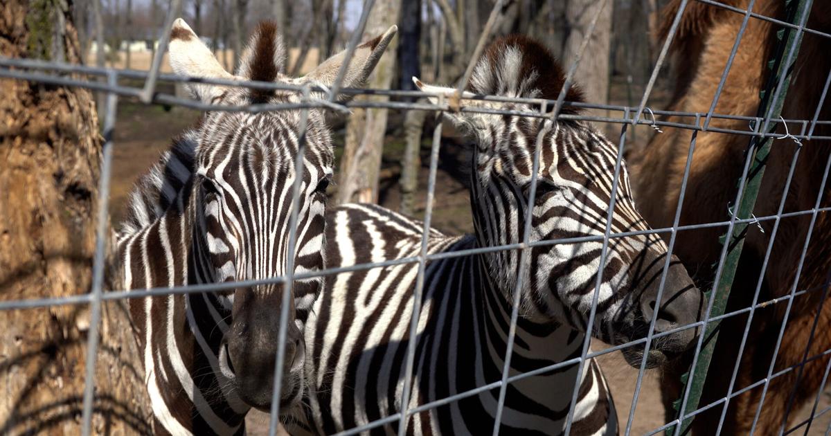 Maryland bill targets private ownership of zebras, wallabies, kangaroos | Latest News