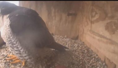 Utica's Falcons Lay First Egg in 2 Years | News