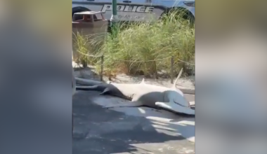 Crews remove massive dead hammerhead shark from Naples Beach | Collier County