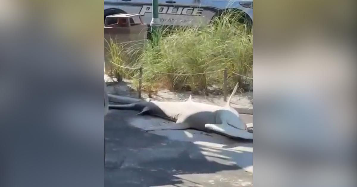 Crews remove massive dead hammerhead shark from Naples Beach | Collier County