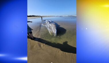 Emaciated gray whale found dead on Florence beach, necropsy underway | Local