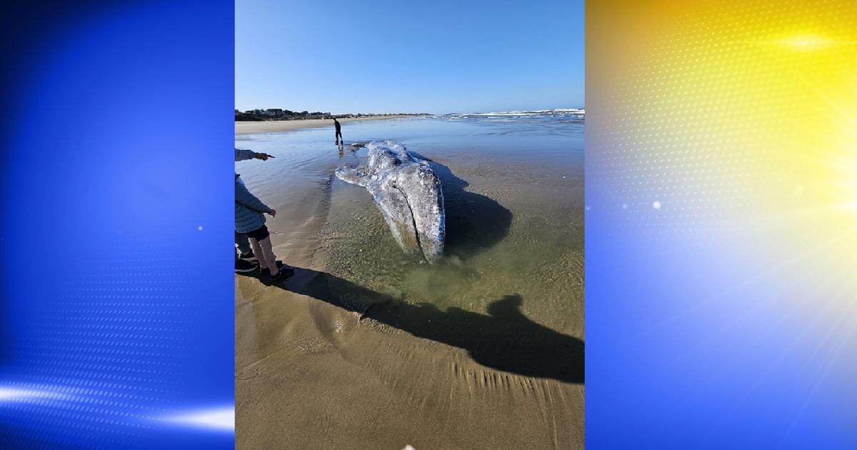 Emaciated gray whale found dead on Florence beach, necropsy underway | Local
