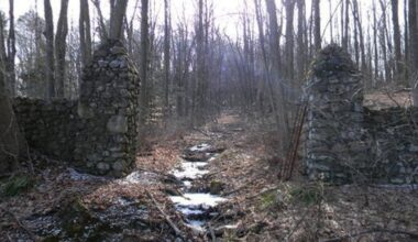This CT frog freezes each winter and then thaws back to life. Here's why you may see more