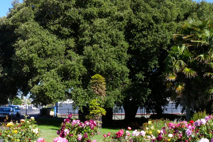 A park with flowers with large green trees in the background on a sunny day.