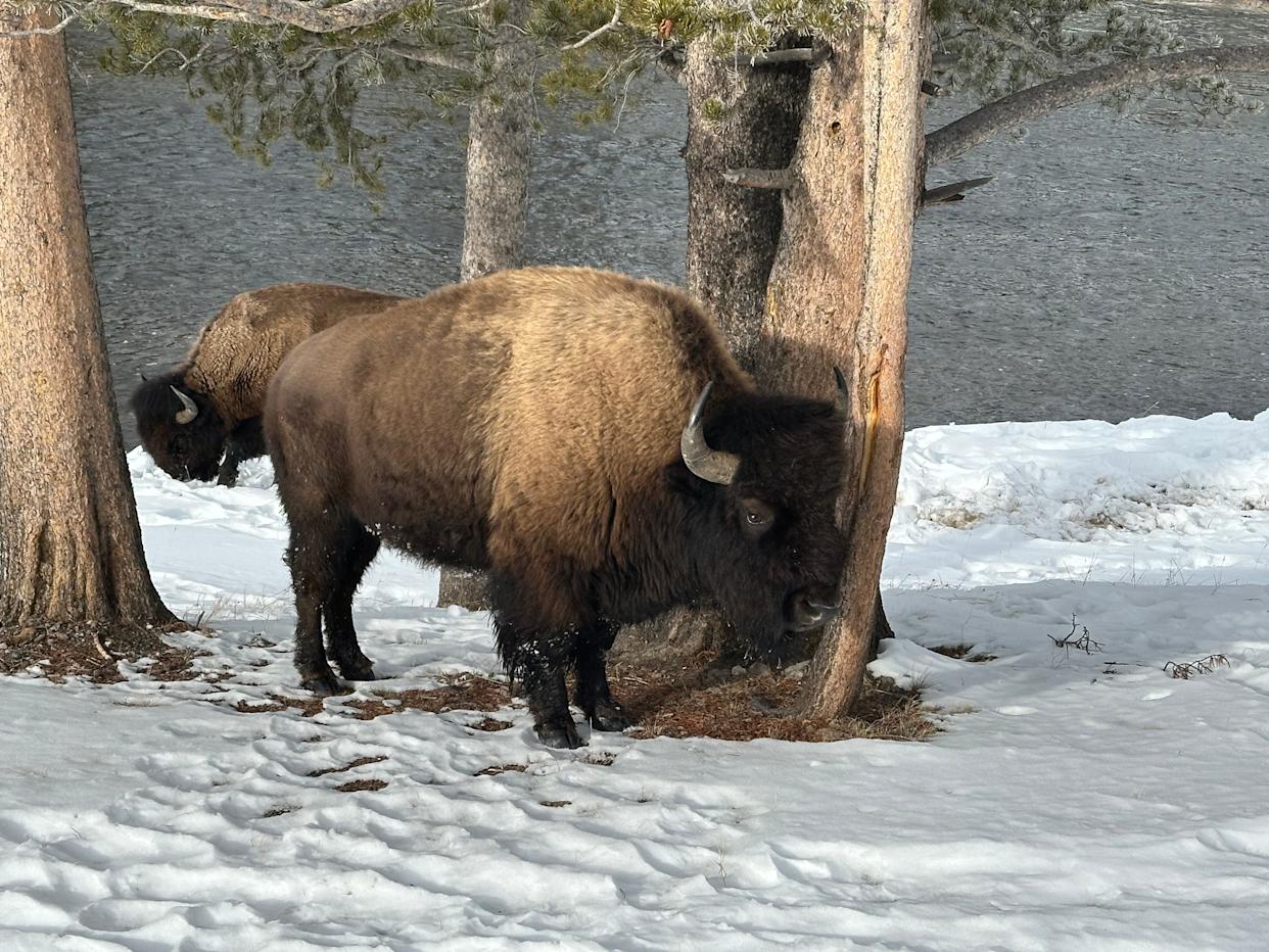 A close-up bison sighting at Yellowstone National Park.