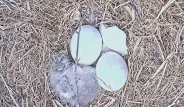 First baby eagle of 2026 hatches at U.S. Steel Irvin Plant nest
