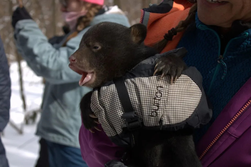 A female bear cub voices her displeasure at being separated from her mother for a short period during a routine winter den check near Cadillac on Feb. 27Credit: Department of Natural Resources