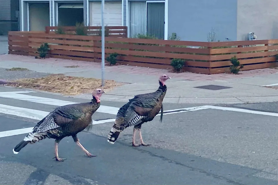 FILE: Two wild turkeys walking near a crosswalk in Alameda, Calif. (Diane Kierse-Donohoe/Getty Images)