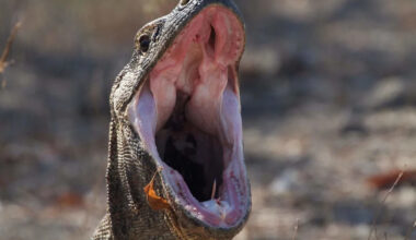 When Playtime Gets Wild: Komodo Dragon Eats Plush Toys After Macaques Toss Them Into His Enclosure