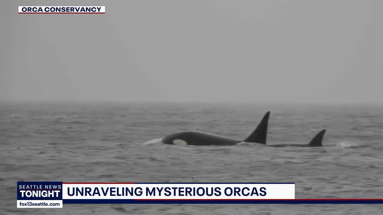 Researchers investigate rare sighting of unidentified killer whales in Puget Sound
