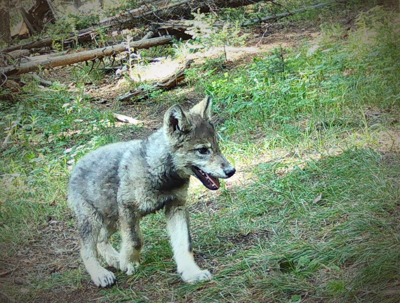 CPW reports death of another wolf in Colorado, the 14th since reintroduction program began