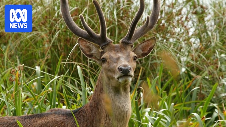 Farmers and conservationists form 'emergency alliance' against invasive species