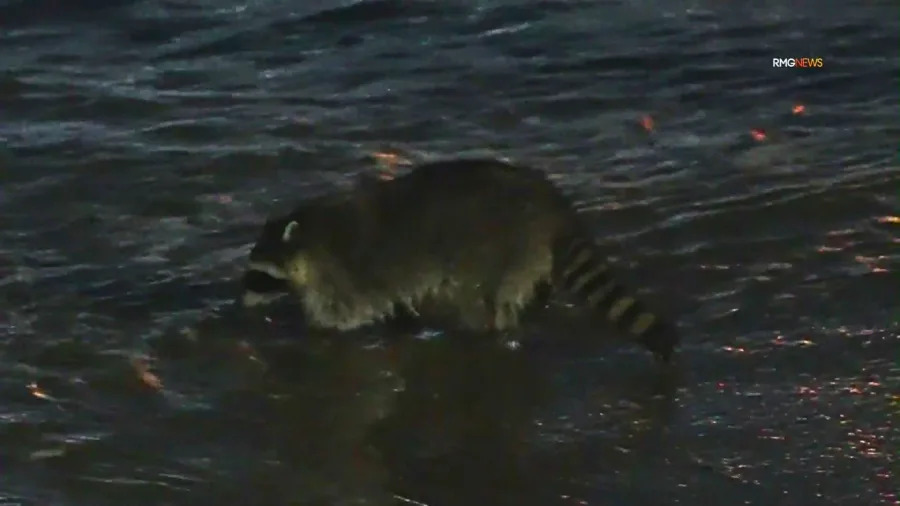 People and a raccoon catch grunion fish by hand at night during spawning run at Cabrillo Beach in San Pedro