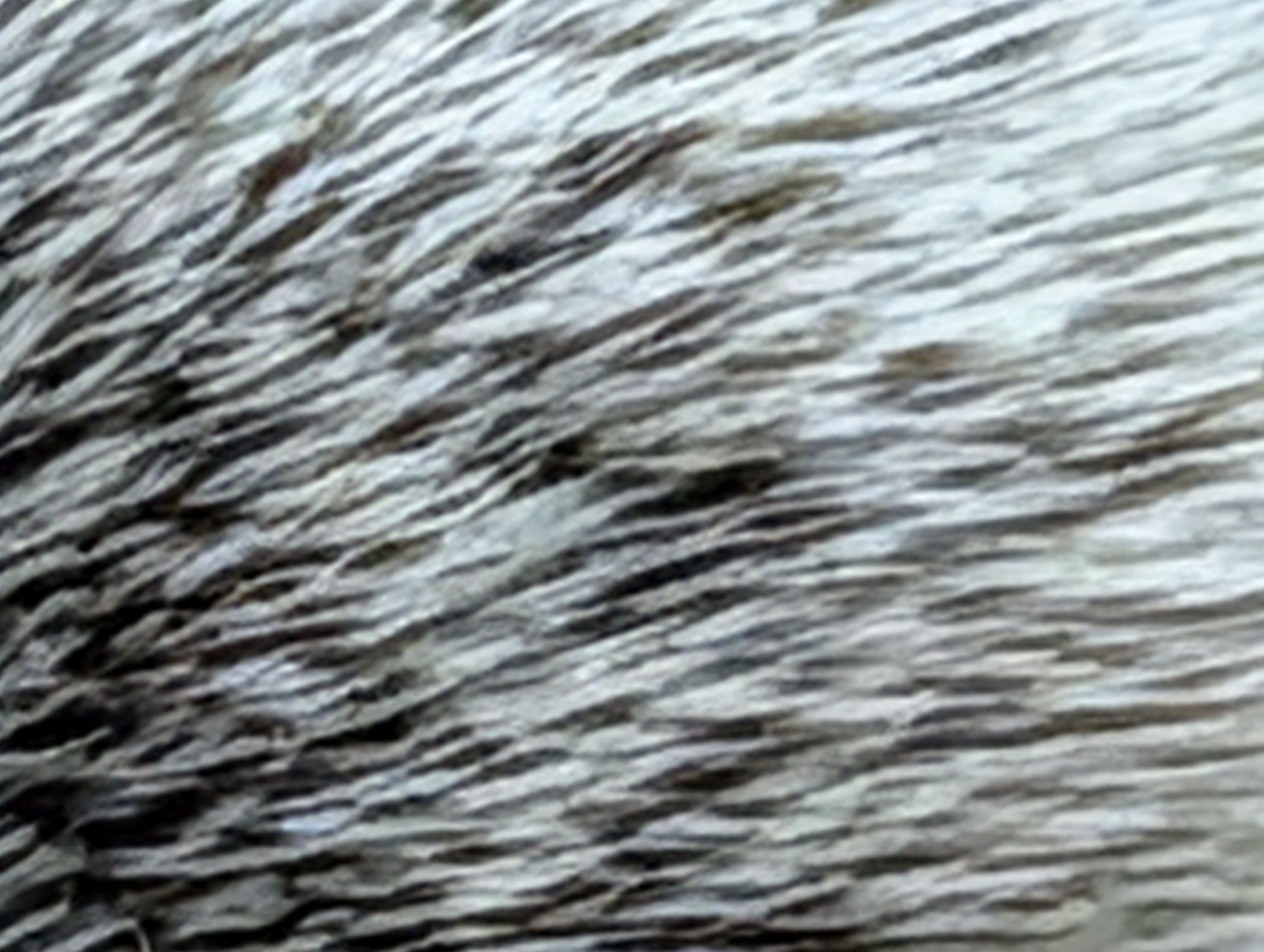 Google Pixel 10 Pro XL 100x  sample.