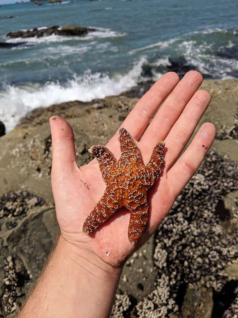 Holding a starfish on Rialto Beach in Olympic National Park, WA