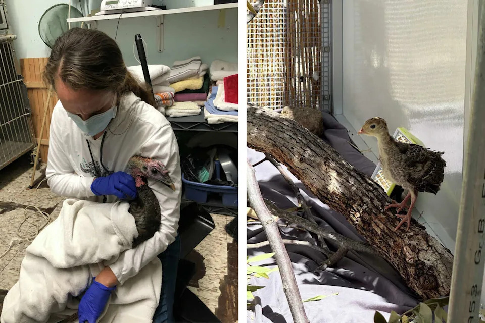 Injured turkeys being cared for at WildCare in San Rafael, Calif. (Courtesy of WildCare)