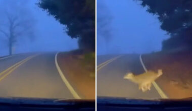 Yahoo lifestyle home