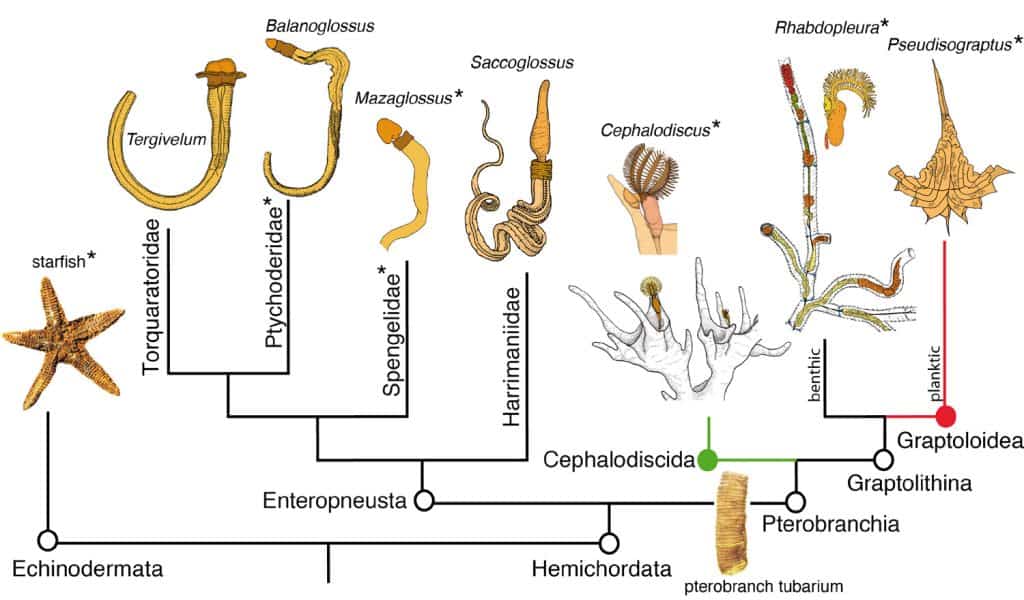 Phylogenetic understanding of the Hemichordata. Taxon names with * indicate taxa known also from fossils or only from fossil material (new).