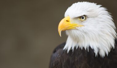 Famous bald eagle from Florida wildlife cam feared dead after going missing for several days