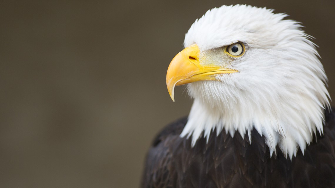 Famous bald eagle from Florida wildlife cam feared dead after going missing for several days