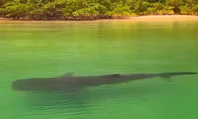 Whale shark cruises Costa Rica shoreline.
