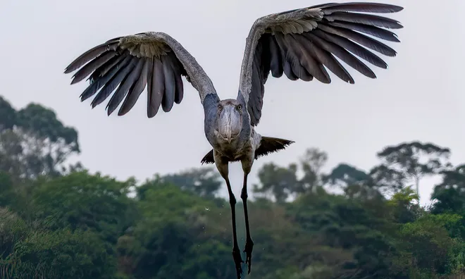 Prehistoric-looking shoebill in flight.