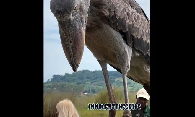 Giant 'dinosaur bird' lands on tour boat.