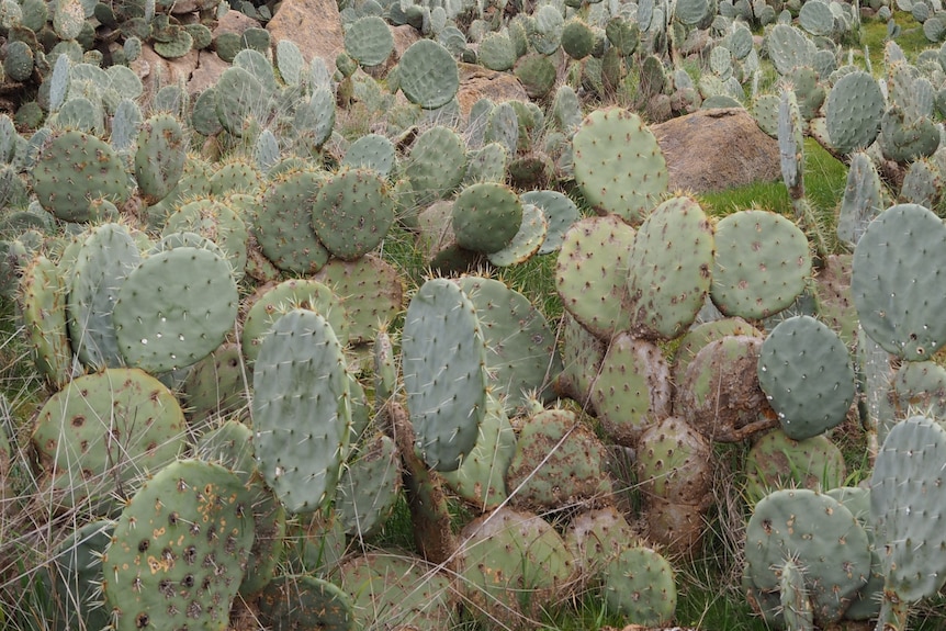 Lots of round cactus fronds