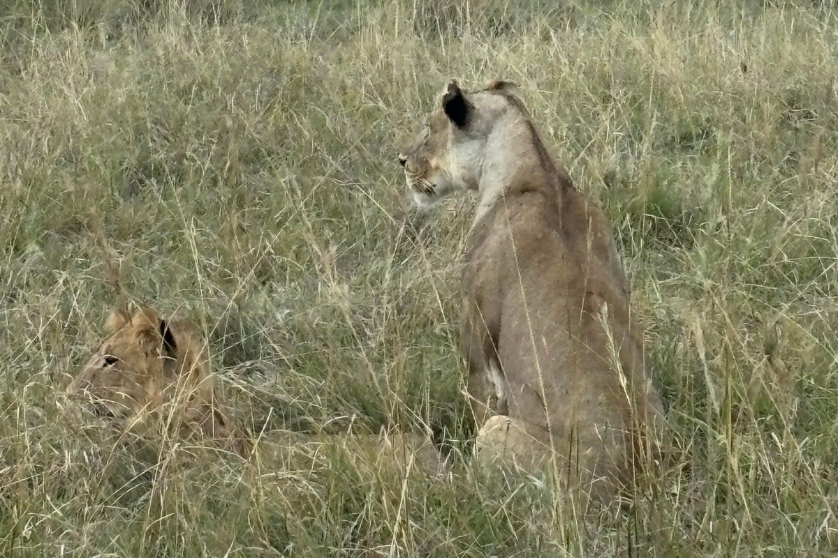 Guides often feel under pressure to show guests the Big Five, including lions (Kate Wickers)